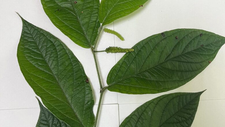 Governo do Amazonas apoia pesquisa sobre óleos essenciais extraídos de plantas amazônicas como bioinseticidas